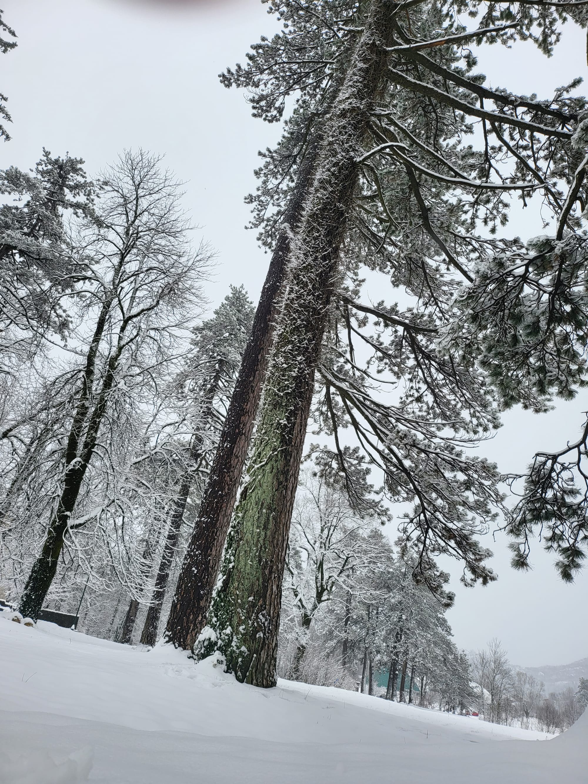 No tires for snow in Cetinje