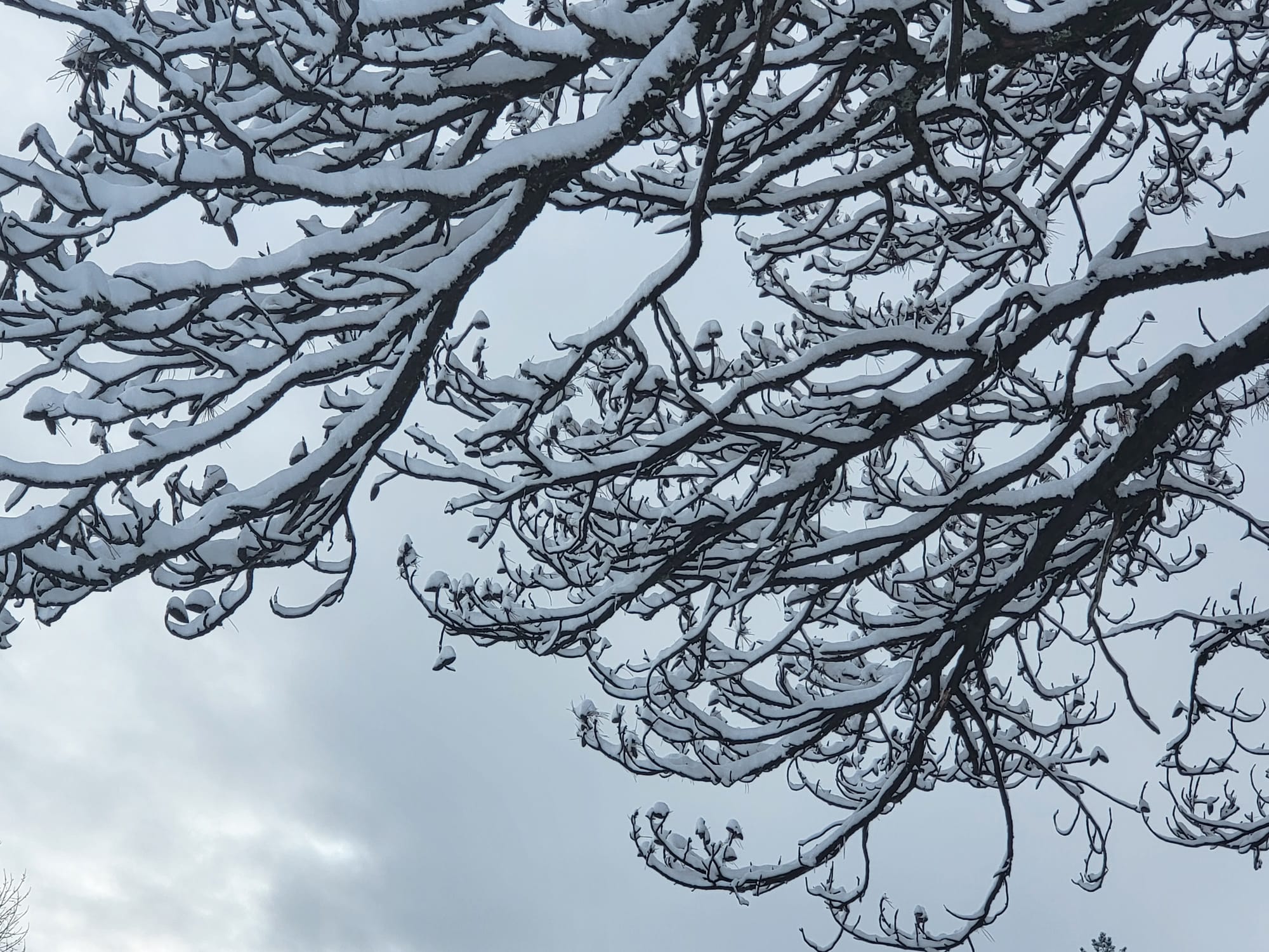 No tires for snow in Cetinje